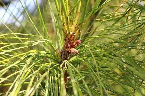 Forming pine cone inside a cedar pine branch in sunlight Stock Photos
