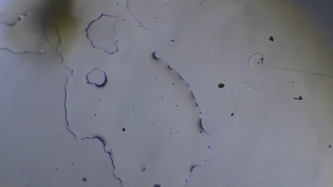 Forming snowflake branches from the water drop timelapse video revers 스톡 동영상 98489463