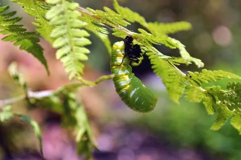 FormingChrysalis Stock Photos