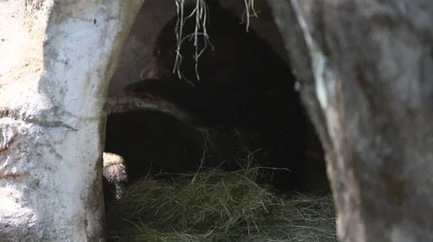 A Formosa Black Bear, Ursus Thibetanus Formosanus, sleeping in the cave-Dan Stock Footage 49582549