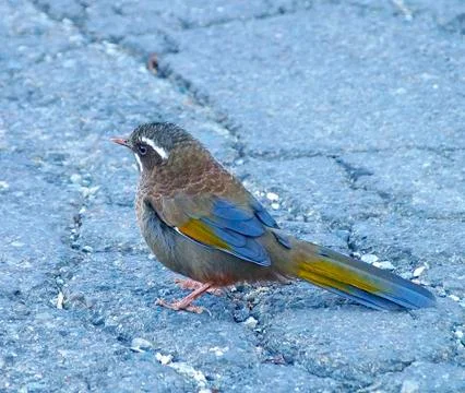 Formosan Laughing Thrush Stock Photos