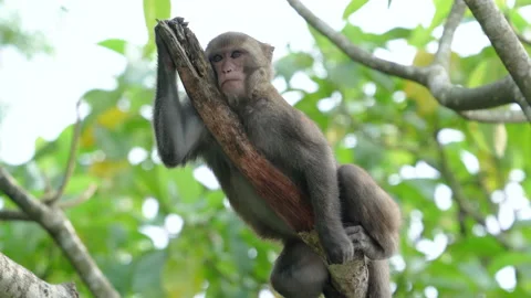 Formosan macaque, Formosan rock monkey a... | Stock Video | Pond5