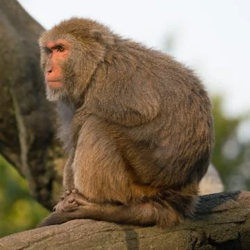 Formosan rock macaque monkey looking at sunset Stock Photos