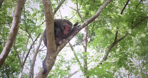 Formosan Rock Macaque monkey sleeping in tree in national nature park in Taiwan. Stock Footage 144204958