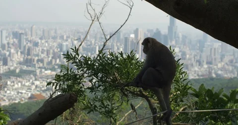 A Formosan Rock Macaque monkey in a tree looking at the city Kaohsiung, Taiwan. Vídeos de archivo 120214762