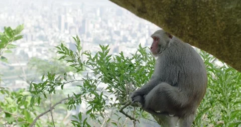 A Formosan Rock Macaque monkey in a tree looking at the city Kaohsiung, Taiwan. Stock Footage 144205146