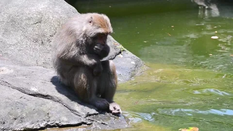 Formosan rock macaque sit on the rock by the water and eating fruit. Taipei Z Stock Footage 141233864