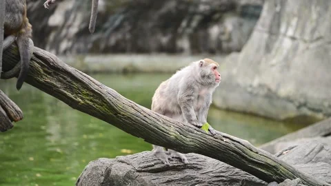 Formosan rock macaque sit on the tree. Taipei Zoo. Taiwan. Stock Footage 141233852