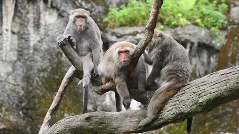Formosan rock macaque sit on the tree. Taipei Zoo. Taiwan. 스톡 동영상 141233855