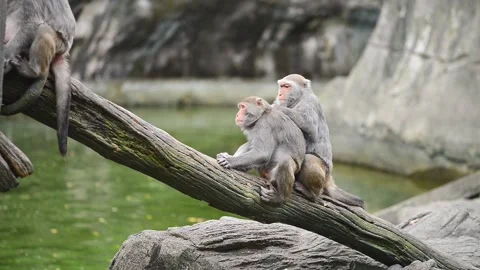 Formosan rock macaque sit on the tree. Taipei Zoo. Taiwan. Stockbeeldmateriaal 141233858