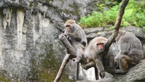 Formosan rock macaque sit on the tree. Taipei Zoo. Taiwan. Stock-Footage 141233865