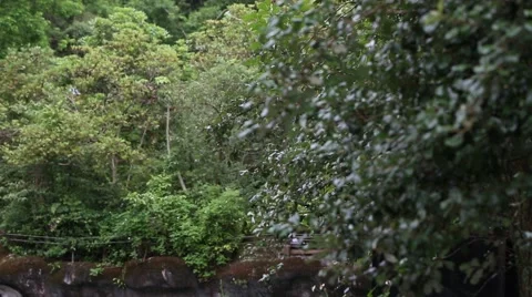 Formosan rock macaque sitting on the top the tree grooming and eating-Dan Stock Footage 63522216