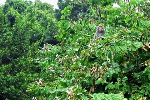 Formosan rock macaque on the tree. Stock Photos
