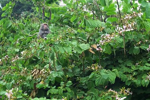 Formosan rock macaque on the tree. Stock Photos