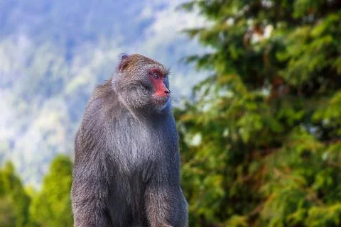 Formosan Rock Monkey in a Forest Setting, New Taipei City, Taiwan. Stock Photos