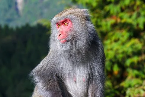 Formosan Rock Monkey in a Forest Setting, New Taipei City, Taiwan. Stock Photos