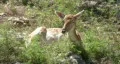 Formosan Sika Laying down HD HD Footage