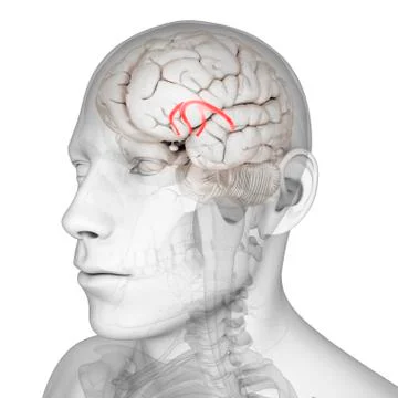 Fornix of the brain; artwork Stock Illustration
