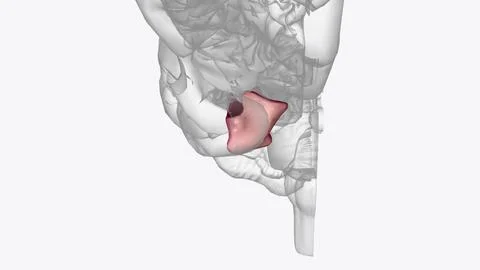 The fornix is a white matter bundle located in the mesial aspect of the cer.. Stock Illustration