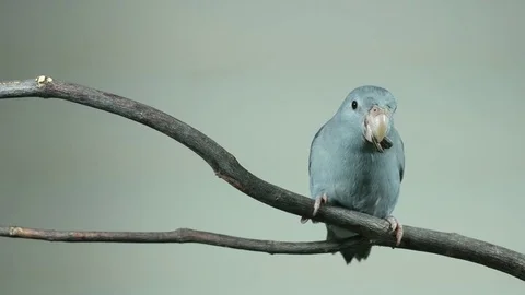 Forpus Parakeet eating on the branch Video stock 75902825