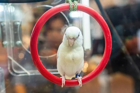 The forpus Stock Photos