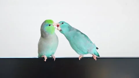 Forpus, two exotic pet parrots playing together. Stockbeeldmateriaal 242057086