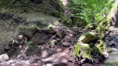 Forrest 2 스톡 동영상 218617286