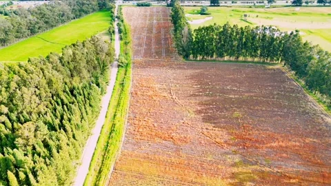 A Forrest 3, Aerial drone flight through dense forest canopy 4K Stock Footage 314485700