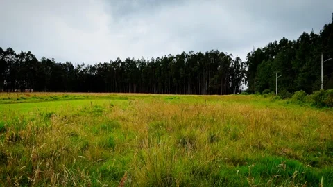 A Forrest 3, Smooth drone fly through of a lush, sunlit forest trail Stock Footage 314515321