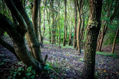 Forrest Amager Stock Photos