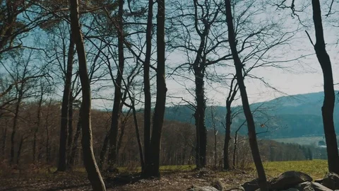Forrest with amazing View in Background on Summer Day | HD Stock Footage 88317038