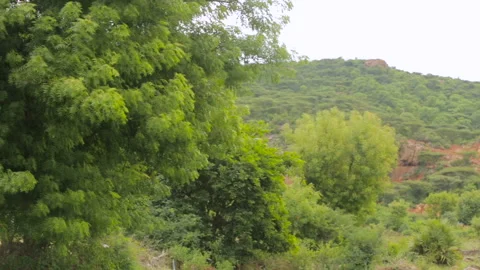 Forrest and mountain pan shot Stock Footage 157169575