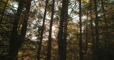 Forrest and trees through the car window Stock Footage 113853259