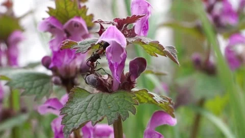 Forrest ants collecting nectar of purple dead nettle Vidéo 161928094