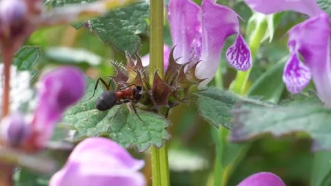 Forrest ants collecting nectar of purple dead nettle Vidéo 161928205