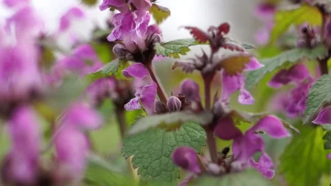 Forrest ants collecting nectar of purple dead nettle Vidéo 161928528