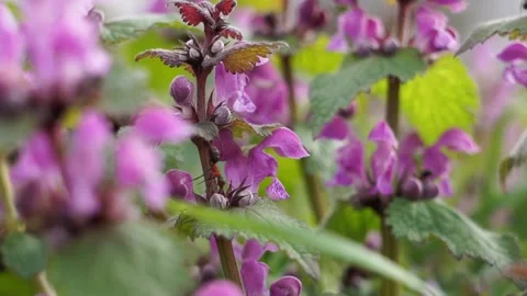 Forrest ants collecting nectar of purple dead nettle Vidéo 161929192