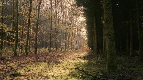 Forrest Autumn with Dawn Light 動画素材 88396400