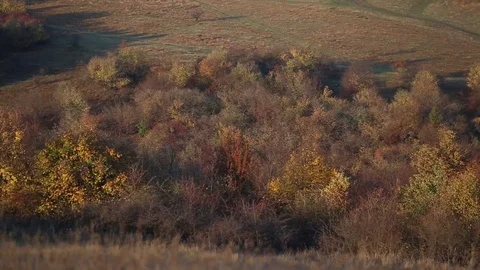 Forrest in autumn Stock Footage 82039904