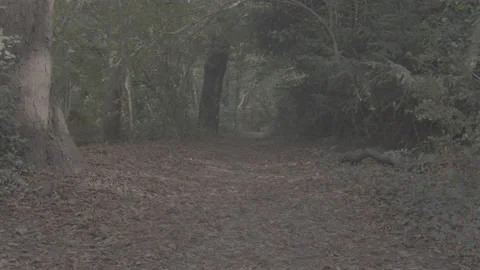 Forrest in Autumn 動画素材 139706576