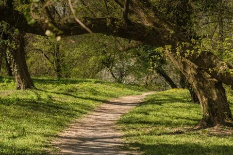 Forrest background, with free leafs and generic scenery. Stock Photos