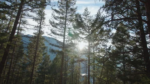 Forrest Banff Stock Footage 246877909