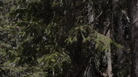 Forrest branches Stockbeeldmateriaal 50194809