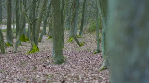 Forrest Covered In Leaves 動画素材 63223101