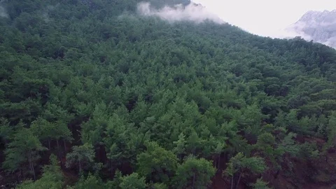 Forrest Covered Mountain Stock Footage 71462938