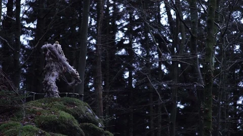 Forrest creature 2 art Stock Footage 89627844