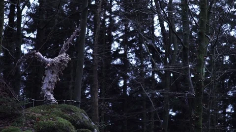 Forrest creature art Stock Footage 89627657