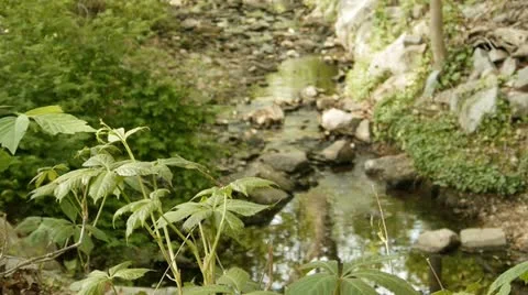 Forrest creek 스톡 동영상 10908186