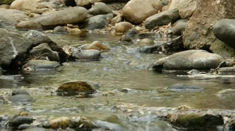 Forrest creek 스톡 동영상 12341572