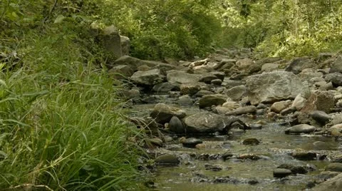 Forrest creek Видео 12341727